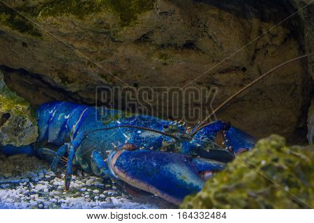 Rare blue American lobster or Homarus americanus under water