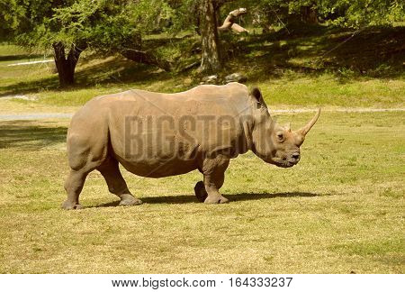 A White Rhinoceros Latin name Cerathotherium simum