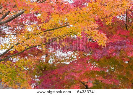 Colourful multiple colour maple leaves natural autumn season Kyoto Japan