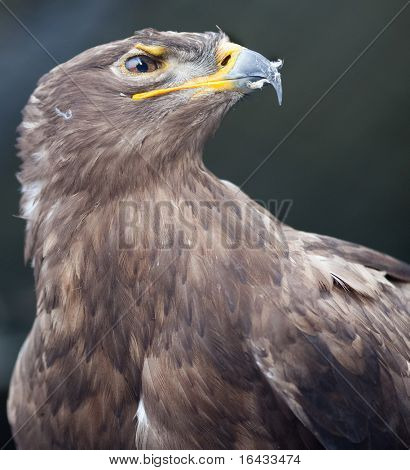 Steppe eagle - close-up portret van deze majestueuze bird of prey
