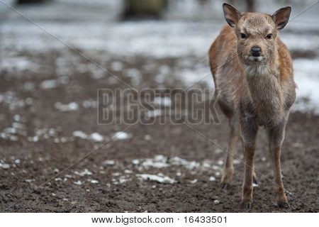 cervo sika (lat. Cervus nippon)