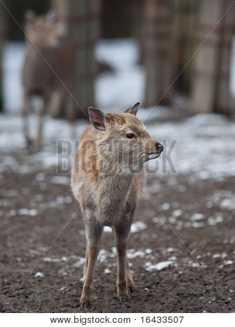 cervo sika (lat. Cervus nippon)
