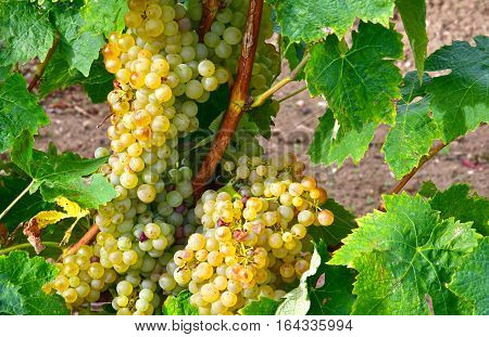Close up of grapes in a vineyard in autumn, Loix, France - September 26 2016.