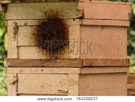 Beautiful house of Stingless Bee (Trigona pagdeni) in Thai forest