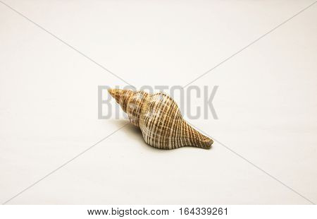 Sea Shell Isolated On White