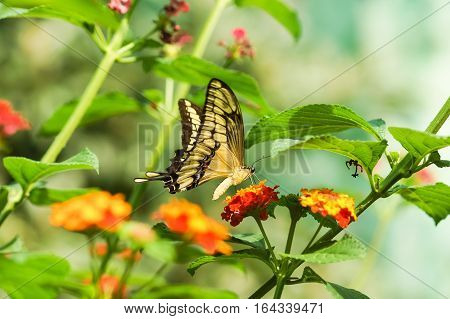 Daily tropical butterfly Papilio thoas, (lat. Papilio Thoas) on the bright colors of the Lantana (lat. Lantana)