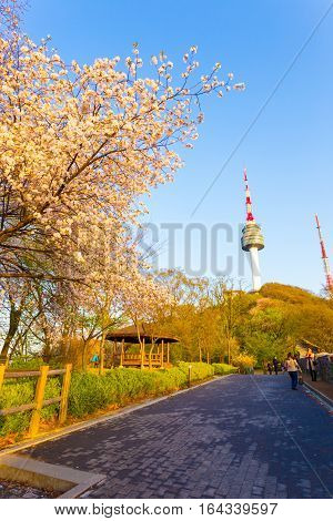 N Seoul Tower Cherry Blossoms Namsan Path Tourists