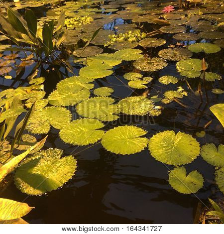 leaves lily in the pond illuminated by the sun