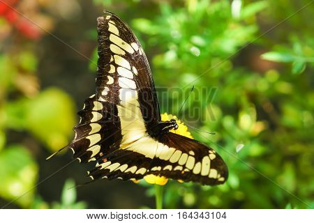 Daily tropical butterfly Papilio thoas, (lat. Papilio Thoas)