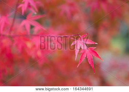 Red maple leave on the tree in Kyoto Japan autumn season selective focused