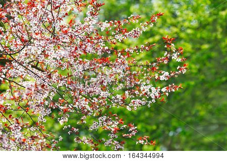 branch of cherry blossoms on a green background.( Cerasus sachalinensis ). Soft focus selective focus