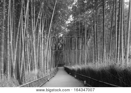 Black and White Bamboo forest and walking way leading to jungle nautural landscape background