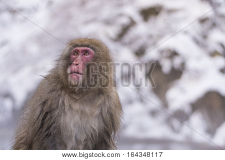Snow monkey onsen 
Take photo at nagano Japan