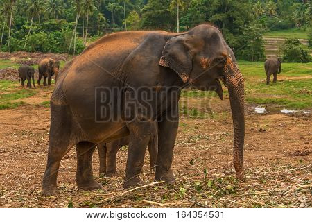 Sri lanka: group of elephants in Pinnawala, the largest herd of captive elephants in the world