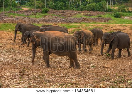 Sri lanka: group of elephants in Pinnawala, the largest herd of captive elephants in the world
