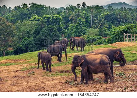 Sri lanka: group of elephants in Pinnawala, the largest herd of captive elephants in the world
