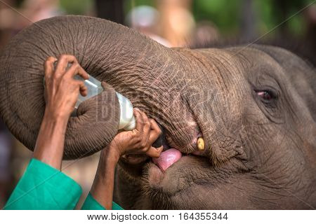 Baby elephant being feed with milk in Pinnawala Elephant Orphanage, Sri Lanka