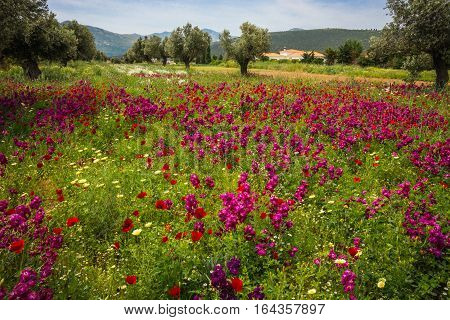 Field Of Colorful Spring Flowers In Schinias, Greece