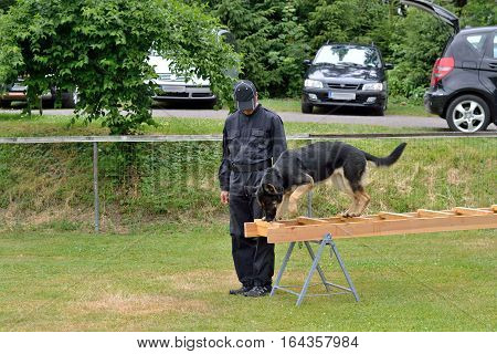 Dog trainer allows the German shepherd to balance over ladders