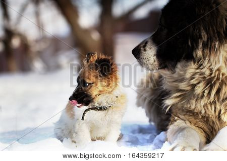 Adult Caucasian Shepherd dog and puppy in winter time. . Fluffy Caucasian shepherd dog and puppy