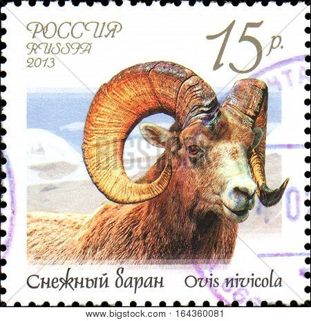 RUSSIA - CIRCA 2013: Postage stamp printed in Russia shows snow sheep (Ovis nivicola), series Fauna of Russia. Wild goats and rams
