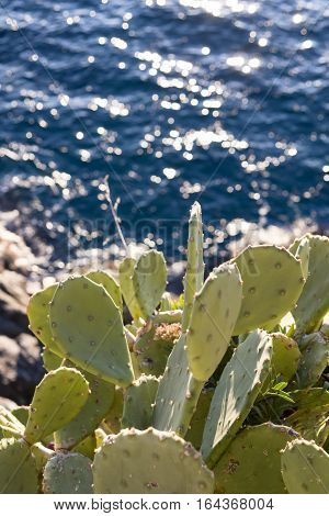 plants of opuntia ficus in a garden