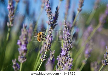 lavanda - ape del miele di lavanda in Provenza