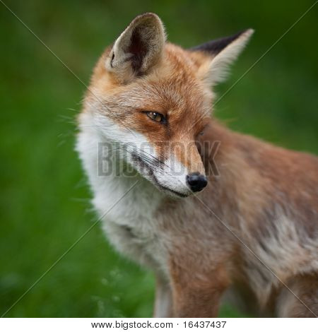 Kettu (Vulpes vulpes)