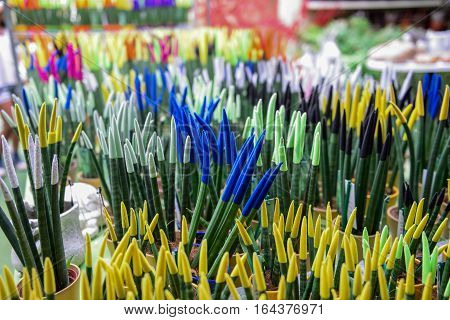 Bright background of velvet caps on leaves Sansevieria