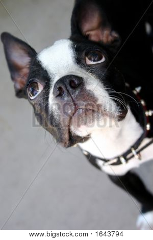 波士顿梗犬