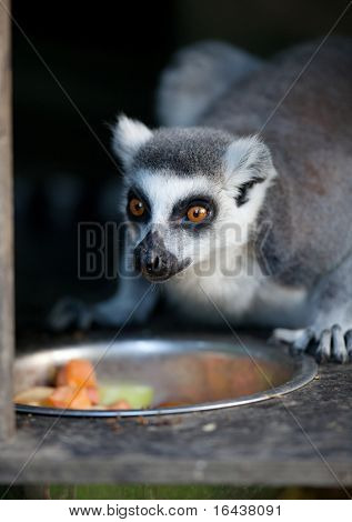 Lemur kata (Lemur catta)