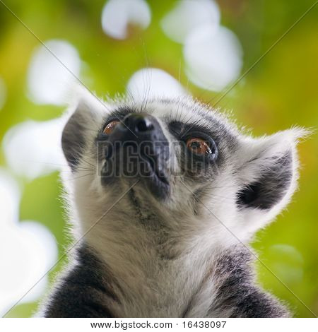 Lemur kata (Lemur catta)