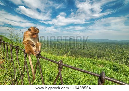 Sigiriya or Sinhagiri, Sri Lanka: aerial view of jungle