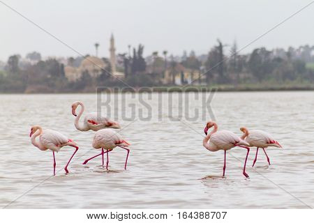 Walking Flamingos And Hala Sultan Tekke At Larnaca Salt-lake, Cyprus