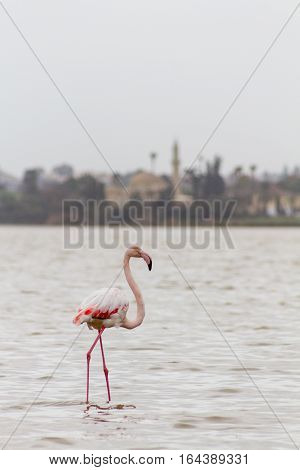 Flamingo And Hala Sultan Tekke At Larnaca Salt-lake In Cyprus
