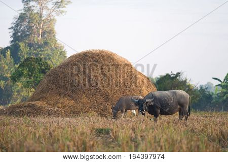 Thai's Buffalo eating straw on rice field in countryside of Thailand.