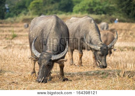 Thai's Buffalo eating straw on rice field in countryside of Thailand.