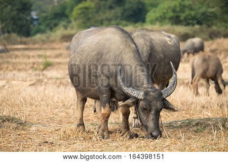 Thai's Buffalo eating straw on rice field in countryside of Thailand.