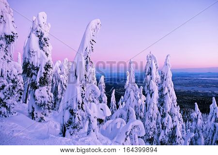 New Year Morning. Trees under snow at sunrise. Grouse Mountain Park. North Vancouver. British Columbia. Canada.