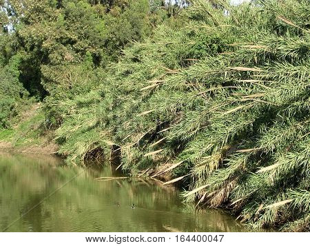 The bulrush on Ayalon River near Or Yehuda Israel April 28 2005