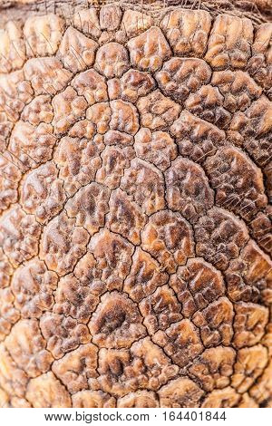 Armadillo Skin Closeup