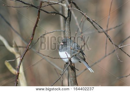 Dark Eyed Junco Perched On A Limb