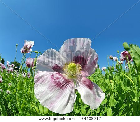 Blooming poppies flowers in the field. Summer season.