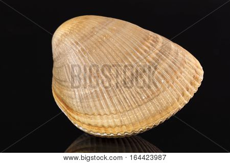 Closed sea shell of mollusk isolated on black background reflectiion
