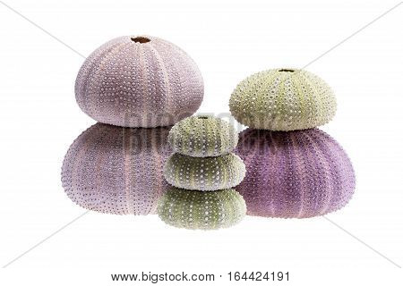 Group of sea shells of sea urchin ( Echinoidea) isolated on white background.