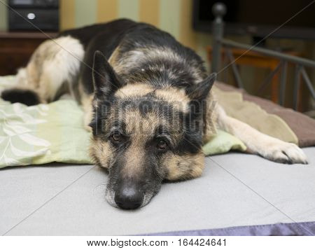 Naughty shepherd dog resting on the unmade bed selective focus closeup