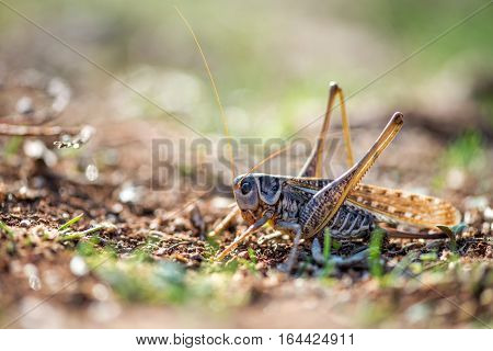Gray Grasshoper Macro - Selective Focus, Copy Space