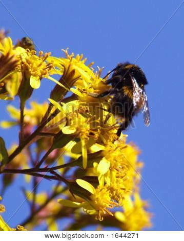 Hummel auf gelb Wildblumen
