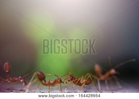 Portrait of the ants with bokeh background and morning light