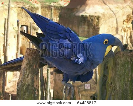 Hyacinth Macaw de color blue in the zoo